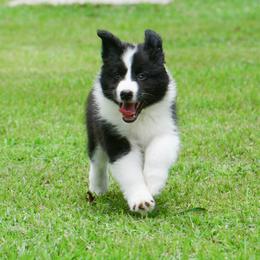 Border Collie Puppies from Shorewind Border Collies
