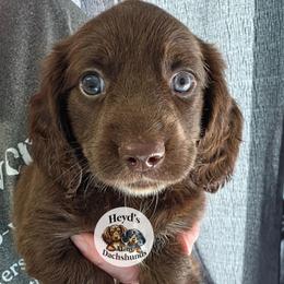 Kronos - Chocolate and tan male Dachshund puppy in Hoquiam, Washington from Heyd's Mini Dachshunds