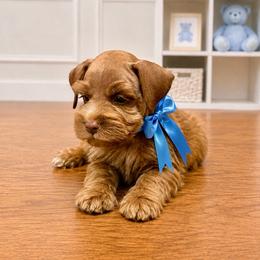 Green Collar Male - Wheaten male Miniature Schnauzer puppy in Calhoun, Georgia from The BrickHouse Miniature Schnauzers