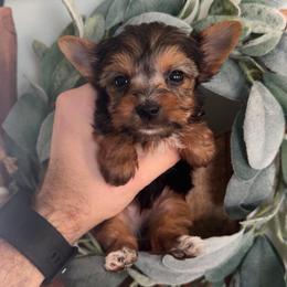 Duke - Black and tan male Yorkshire Terrier puppy in Indianapolis, Indiana from Tails of Grace