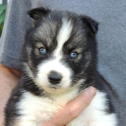 Pomsky and Siberian Husky Puppies from Beastly Beauties Huskies & Pomskies