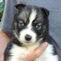 Pomsky and Siberian Husky Puppies from Beastly Beauties Huskies & Pomskies