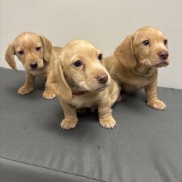 Dachshund Puppies from Bryant’s Miniature Dachshunds