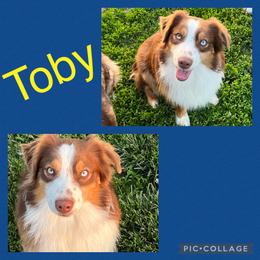 Toby - Miniature Australian Shepherd