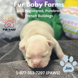 Jim - Cream male French Bulldog puppy in Michigan from Fur Baby Farms