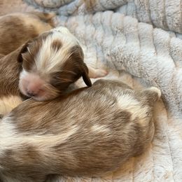 Cavalier King Charles Spaniel Puppies from Colorado Cavaliers