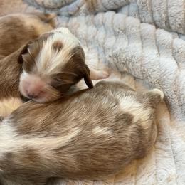 Cavalier King Charles Spaniel Puppies from Colorado Cavaliers