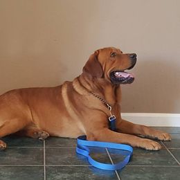 Labrador Retriever All Grown Up from Daisy Mountain Labs