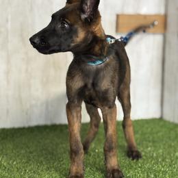 Lola - Yellow female Dutch Shepherd puppy in Lake Forest, California from Lisa's Dutchies