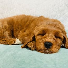 Australian Labradoodle Puppies from Mountain Sky Doodles