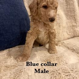 Blue collar - Apricot male Poodle puppy in Shelby, North Carolina from Blue Ridge Doodles and Poodles