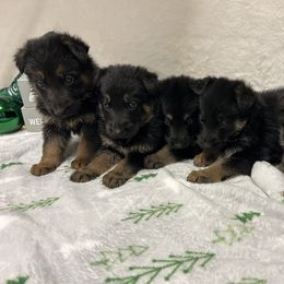 Boy 5 - Black and tan male German Shepherd puppy in Stanardsville, Virginia from Majestic K9 LLC