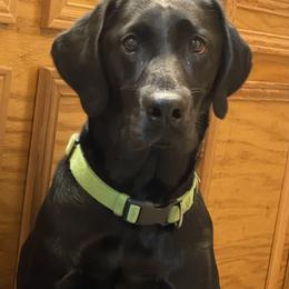 Labrador Retriever Puppies from Crout Kennels