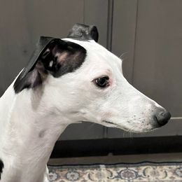 Lotte - Whippet