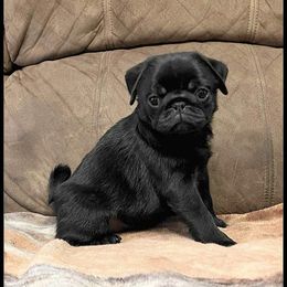 Tootie - Pug
