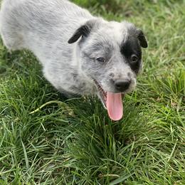 Australian Cattle Dog Puppies from Quarter Acre Farms