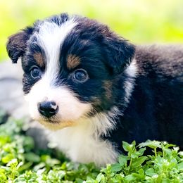 Australian Shepherds from Brilliant Beautiful Australian Shepherds