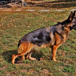 Merry - German Shepherd