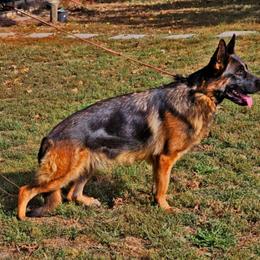 Merry - German Shepherd