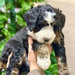Wednesday - Tri-color female Bernedoodle puppy in Mattawan, Michigan from KaZoo Doodles
