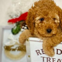 Aussiedoodles, Cockapoos, and Goldendoodles from West Coast Doodles