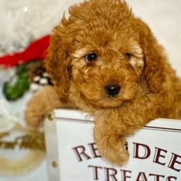Aussiedoodles, Cockapoos, and Goldendoodles from West Coast Doodles