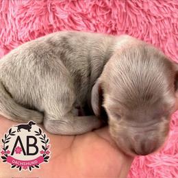 Martina - Dapple female Dachshund puppy in Mesquite, Texas from AB Dachshund