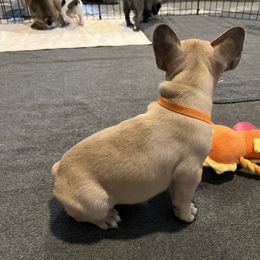 French Bulldog Puppies from A Cute Pair of Frenchies