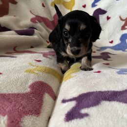 Fig - Black and cream male Dachshund puppy in Cattaraugus County, New York from H&C’s Dachshunds and Retrievers
