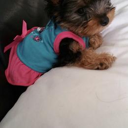 Pomeranian and Yorkshire Terrier Puppies from Melrey's paws