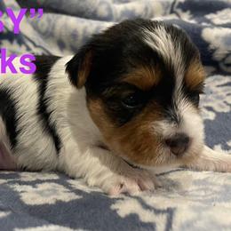 Cissy - Parti female Yorkshire Terrier puppy in Forest, Virginia from Majestic Touch Kennels and Pet Services