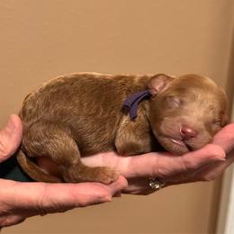 Purple Girl - Red  female Goldendoodle puppy in Kitsap County, Washington from Amazing Grace Doodles