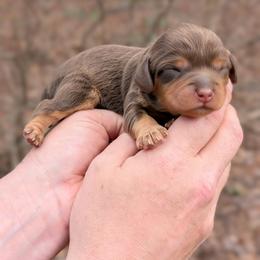 Larry - Brown male Cavapoo puppy in Coshocton, Ohio from Forever Family Puppies