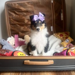 Belle - Black white and tan female Collie puppy in Chilhowie, Virginia from Jolly Collies & Kingdom Elite Yorkshire Terriers