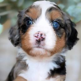 Two toe - male Bernedoodle puppy in Yuciapa, California from AlltheDoodlez_
