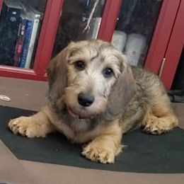 Dachshunds from Dixiedachs