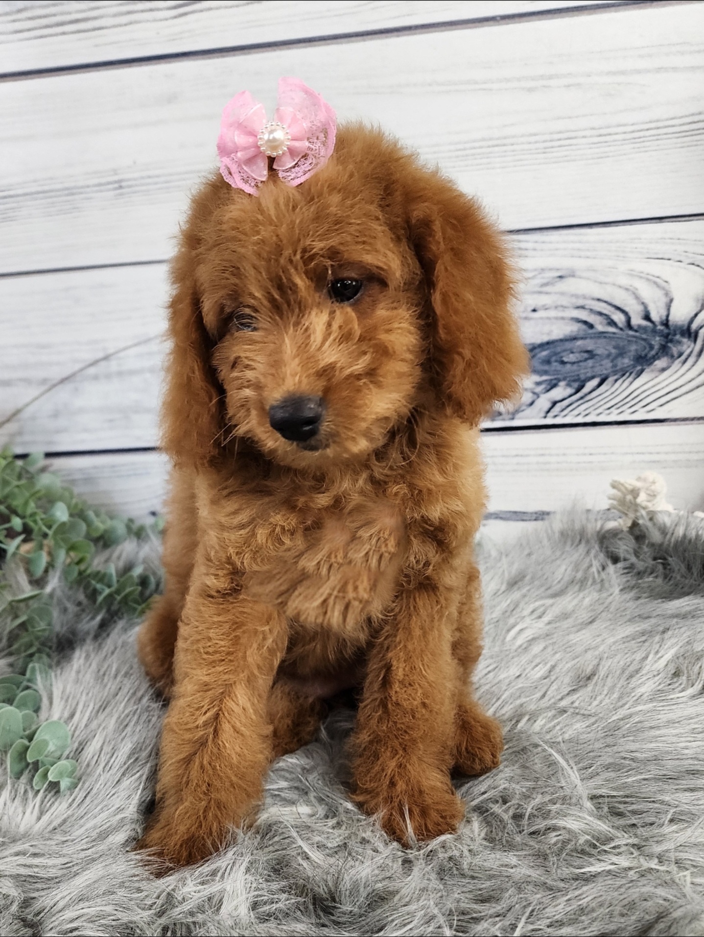Bernedoodles, Cavapoos, Cockapoos, Goldendoodles, Havapoos, and Poodles from Farquharson's Poodles&Doodles