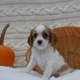 Noir - Blenheim female Cavalier King Charles Spaniel puppy in Marcellus, Michigan from Coolcreek Pets