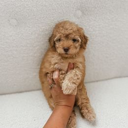 Girl 2 - female Bichon Frise puppy in Plant City, Florida from The Perks of Pups