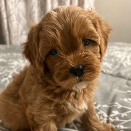 Boy 1 - Apricot male Cavapoo puppy in Milan, Illinois from Poppy Garden Doodles