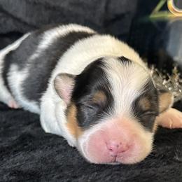 Cutie Pie - Black and tan female Pembroke Welsh Corgi puppy in Muldrow, Oklahoma from Dean’s Rustic Ranch Corgis and Horses