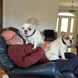 Bully - French Bulldog