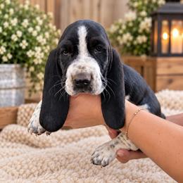 Blue - Black and white male Basset Hound puppy in Fayetteville, Tennessee from Southern Town Hounds