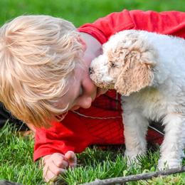Goldendoodles from Oodles of Doodles