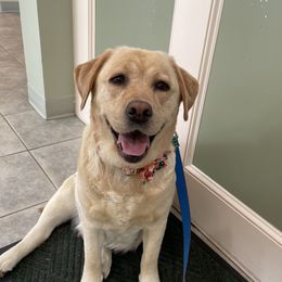 Nola - Labrador Retriever
