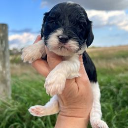 Jersey - Black and white female Cavapoo puppy in Beresford, South Dakota from DAKOTA DOOD RANCH