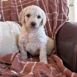 Wilson Family's Gimme - Cream female Goldendoodle puppy in Norman, Oklahoma from Wilson Family Companions