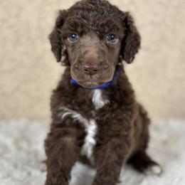 Haru - Brindle male Poodle puppy in Spring Hills, Florida from The Olympus Standard Poodle
