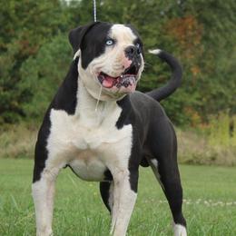 Alapaha Blue Blood Bulldog puppies from Eclipse Alapaha Kennels