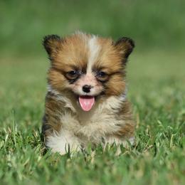 Fluffy Red Female with tail - Red female Pembroke Welsh Corgi puppy in Kansas City, Missouri from Willow Creek Corgis
